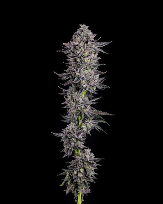 The Scrooge Feminized Seeds