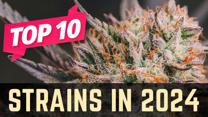 Top 10 Weed Strains of 2024