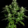 Titan F1 Auto Feminized Seeds