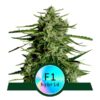 Titan F1 Auto Feminized Seeds