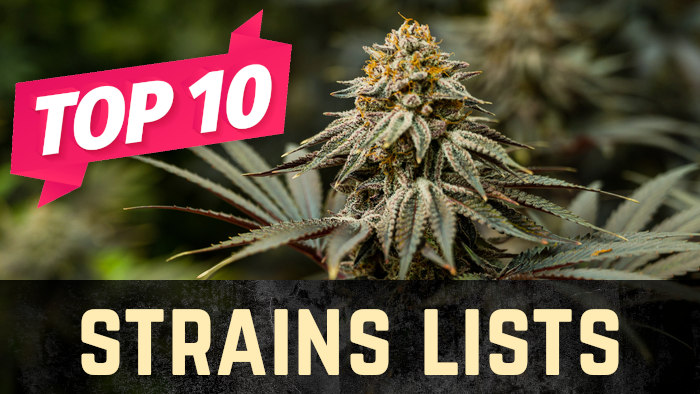 Top 10 Lists of Weed Strains - Stellar Seeds