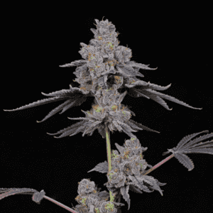 Total Eclipse Feminized Seeds