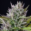 Buy Triple G Feminized Seeds by Royal Queen Seeds in America - Image 2
