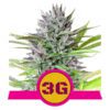 Buy Triple G Feminized Seeds by Royal Queen Seeds in America