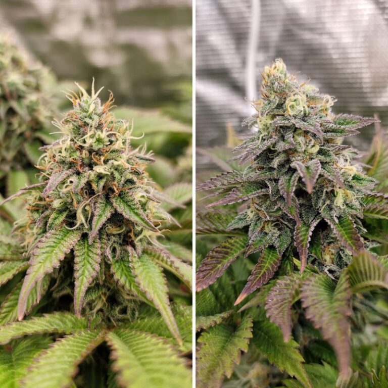 Buy Tropical Tangie Feminized Seeds by Dutch Passion in America ...