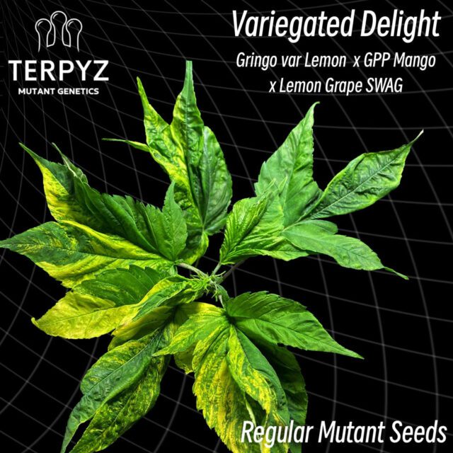 Variegated Delight Regular Seeds