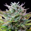 Buy Watermelon Feminized Seeds by Royal Queen Seeds in America - Image 2