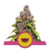 Buy Watermelon Feminized Seeds by Royal Queen Seeds in America