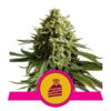 Wedding Cake Feminized Seeds
