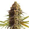 Wedding Cake Auto Feminized Seeds