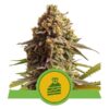 Wedding Cake Auto Feminized Seeds