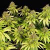 Buy Wedding Crasher Feminized Seeds by Royal Queen Seeds in America - Image 2