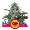Buy Wedding Crasher Feminized Seeds by Royal Queen Seeds in America