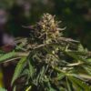 Buy Wedding Gelato Feminized Seeds by Royal Queen Seeds in America - Image 2