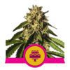 Buy Wedding Gelato Feminized Seeds by Royal Queen Seeds in America - Image 3