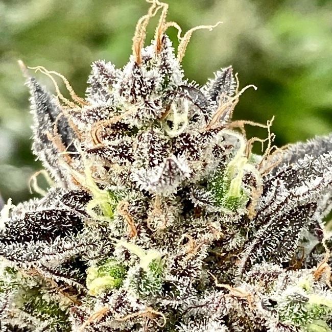 Whale Breath Feminized Seeds