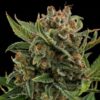 Buy White Widow Auto Feminized Seeds by Royal Queen Seeds in America - Image 2