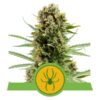 Buy White Widow Auto Feminized Seeds by Royal Queen Seeds in America