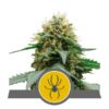 Buy White Widow Regular Seeds by Royal Queen Seeds in America