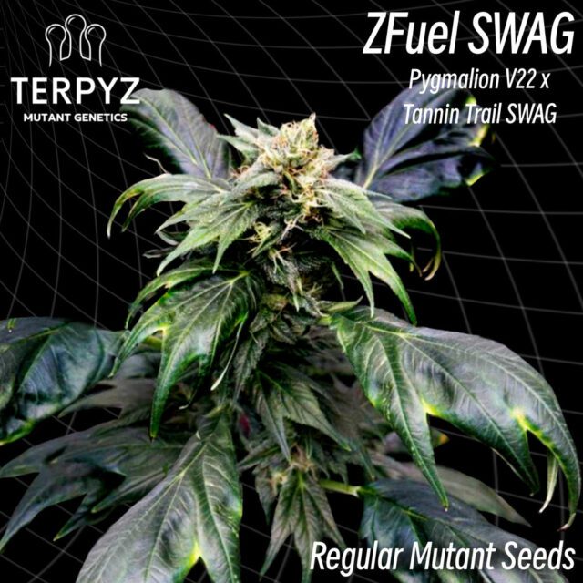 Zfuel Swag Regular Seeds