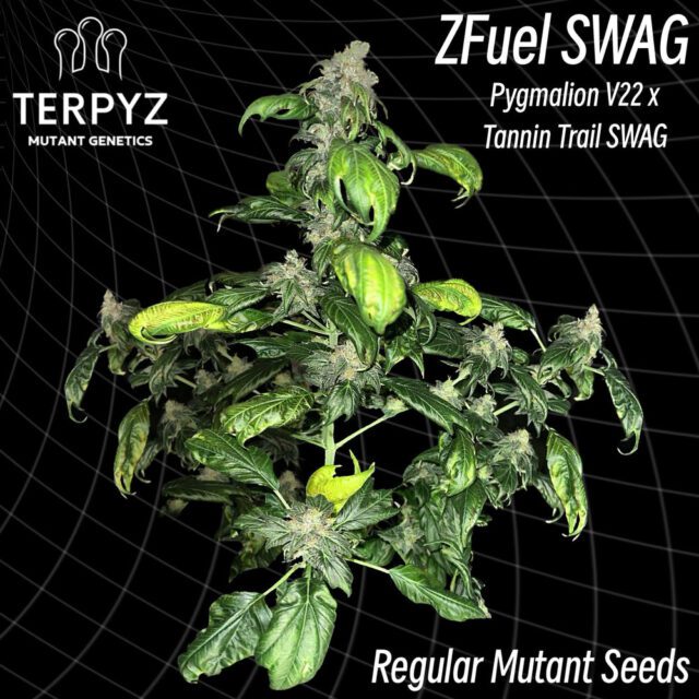 Zfuel Swag Regular Seeds