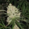 Cannalope Haze Feminized Seeds