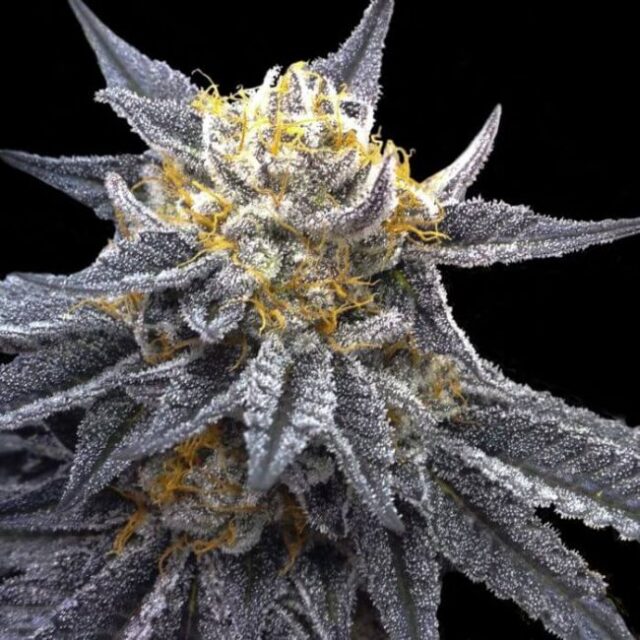 SSOG Feminized Seeds (Crockett Family Farms)