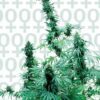 Early Skunk Feminized Seeds