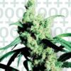 Silver Haze Feminized Seeds