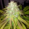 Boss Hogg Auto Feminized Seeds