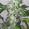 Girl Scout Cookies Regular Seeds