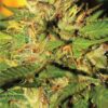 Humboldt Headband Feminized Seeds