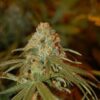 Lemon Skunk Feminized Seeds