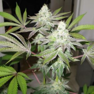 78 Feminized Seeds (Gold Collection)