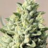 Old Growth OG Feminized Seeds
