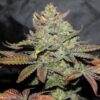 Girl Scout Cookies Regular Seeds