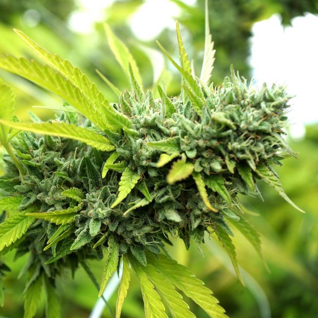 Mango OG Auto Feminized Seeds