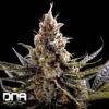 24K Gold Feminized Seeds
