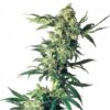 Northern Lights Feminized Seeds