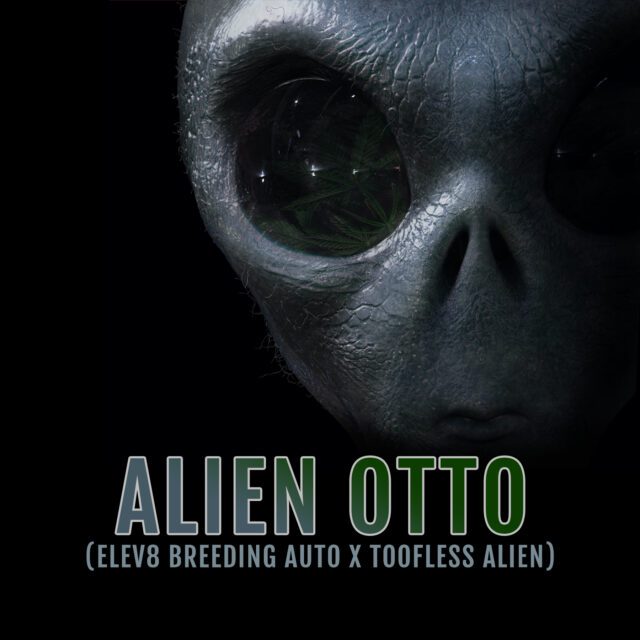 Alien Otto Auto Feminized Seeds