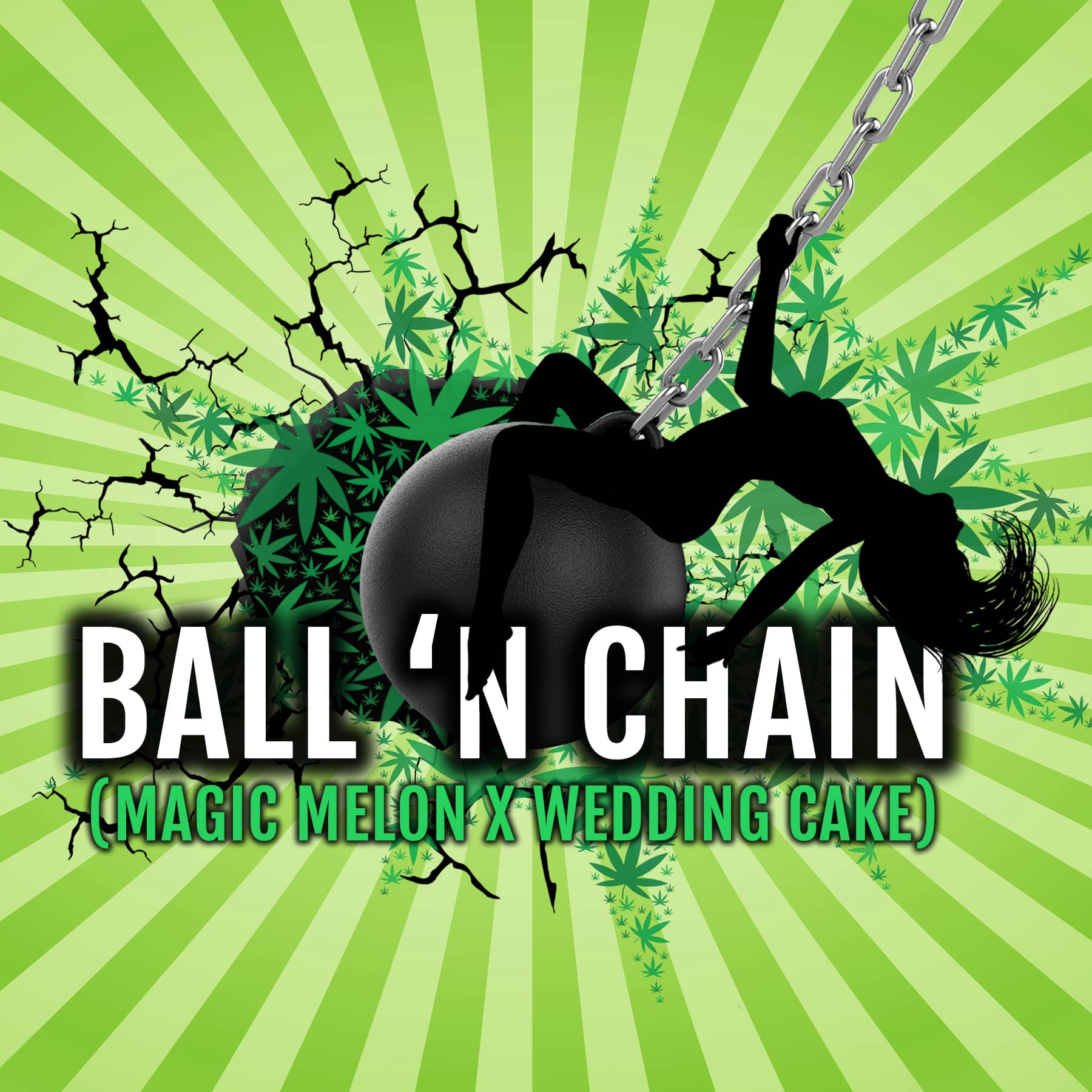 Ball 'N' Chain Feminized Seeds