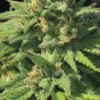 Bigfoot Glue Feminized Seeds