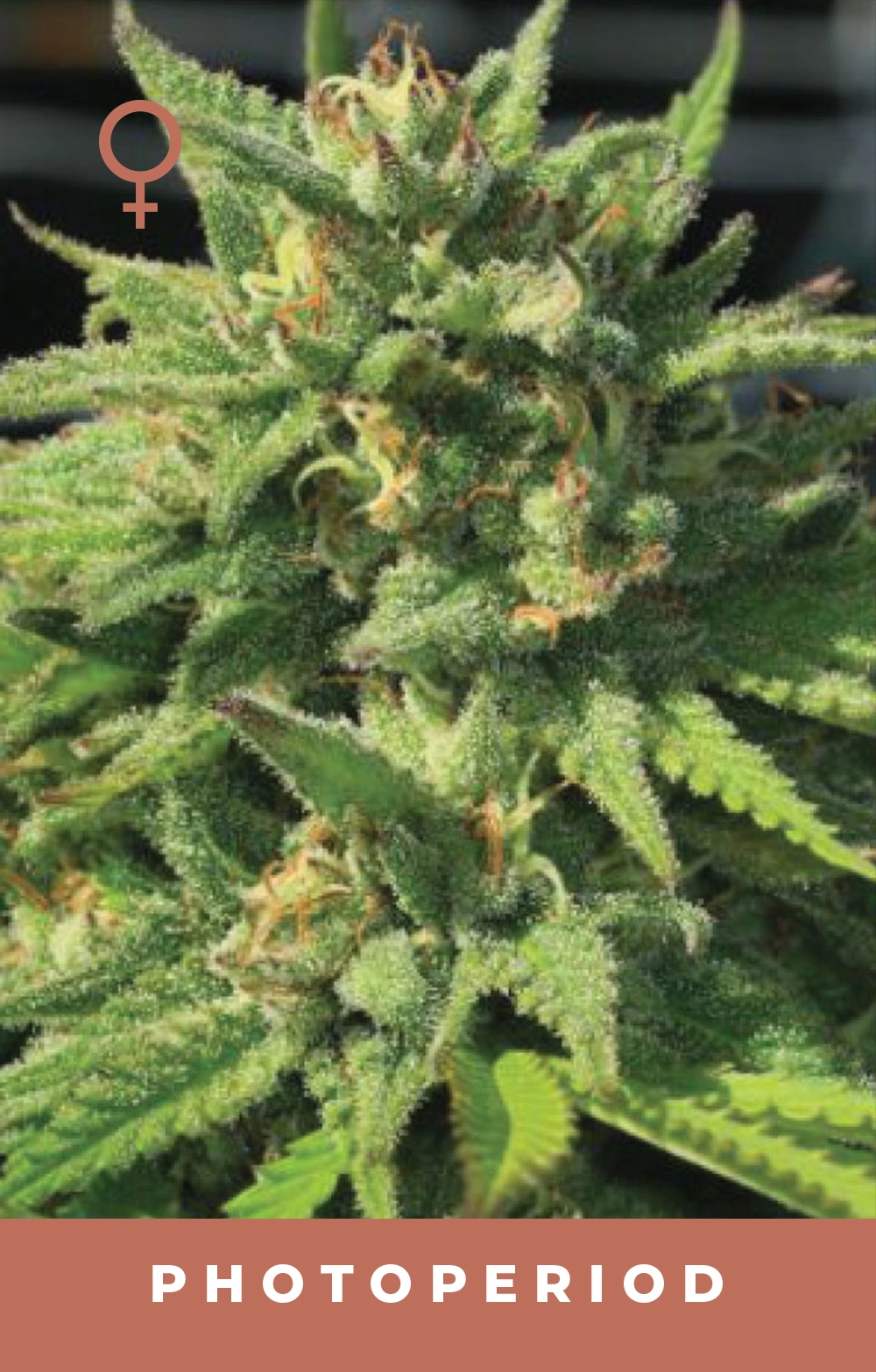 Bigfoot Glue Feminized Seeds