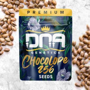 Chocolope 256 Regular Seeds