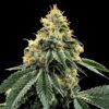 Kosher Dawg Feminized Seeds