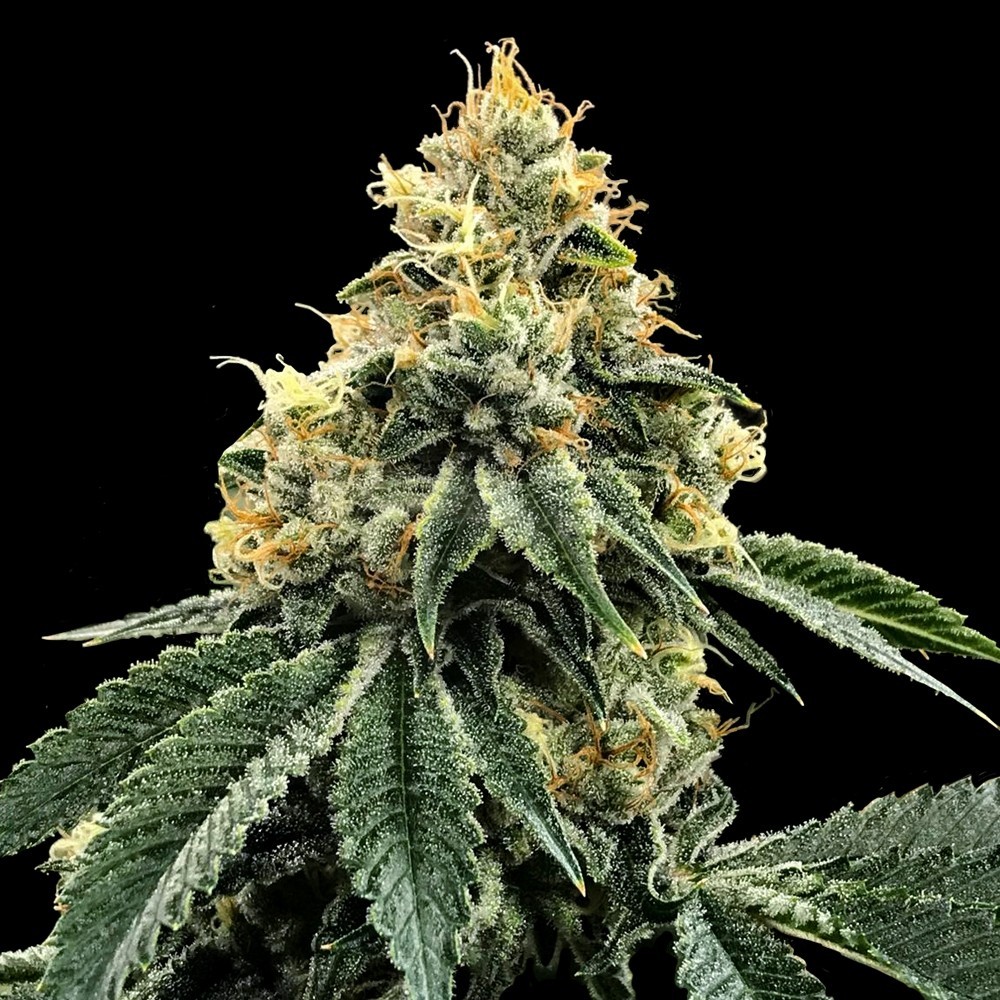 Kosher Dawg Feminized Seeds