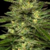 Dream Queen Auto Feminized Seeds