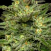 Dream Queen Feminized Seeds