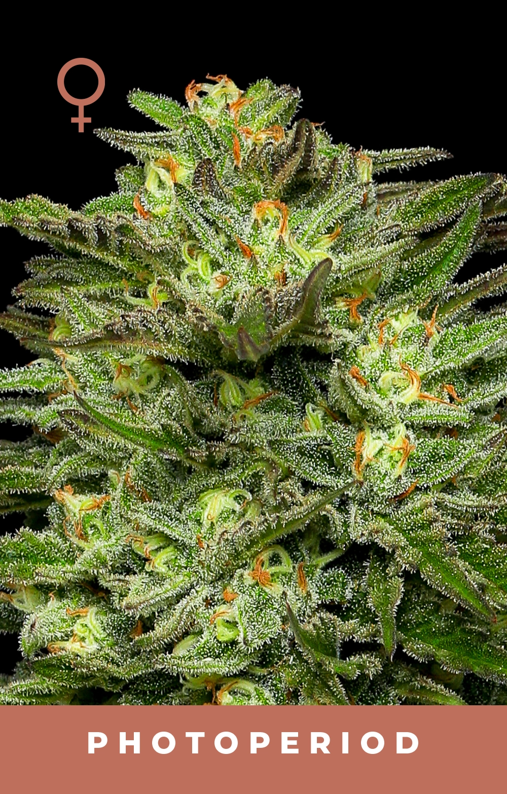 Dream Queen Feminized Seeds