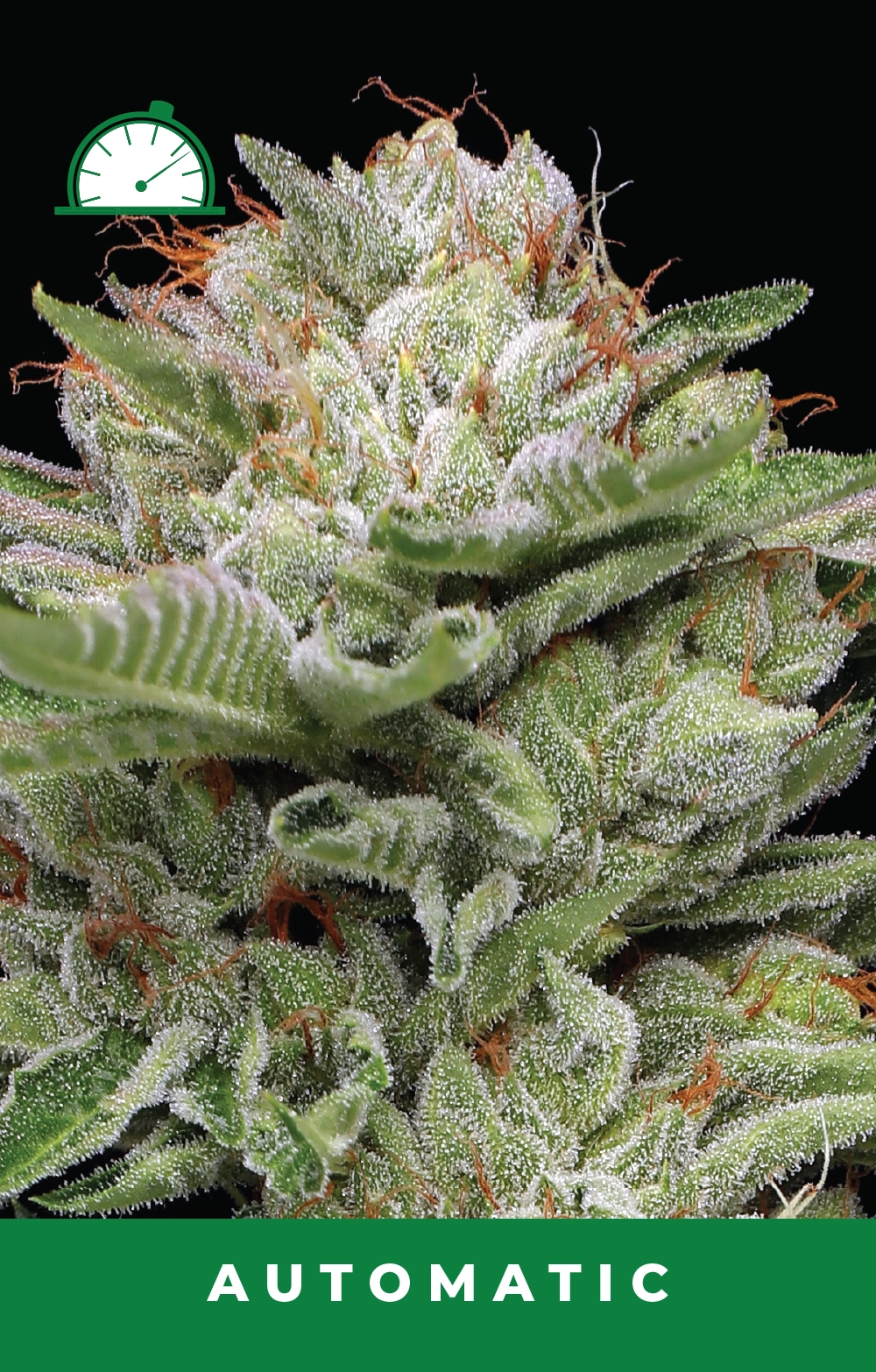 Buy Durban Poison Auto Feminized Seeds by Humboldt Seed Co. in America ...